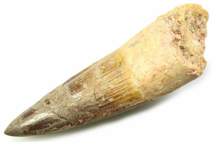 Fossil Spinosaurus Tooth - Real Dinosaur Tooth #357762